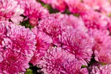 Pink romantic chrysanths flowers blooming close-up. Chrysanthemums sunny flowerbed with blurred background