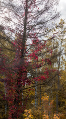 Autumn yellow colored forest and tall bare tree covered in  climbing plant with grape red leaves