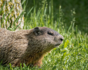 Naklejka na ściany i meble Alpine Marmot.Close up of a wild marmot in its natural environment in park in Quebec.View of a groundhog at the parc 