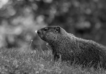 Alpine Marmot.Close up of a wild marmot in its natural environment in park in Quebec.View of a groundhog at the parc 