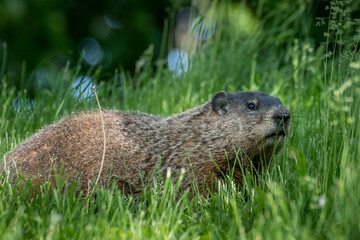 Alpine Marmot.Close up of a wild marmot in its natural environment in park in Quebec.View of a groundhog at the parc 