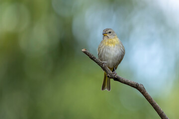A female of Saffron Finch also known as Canario or Chirigue Azafranado is a yellow bird typical of Brazil. Species Sicalis flaveola. Birdwatcher.  Bird lover. Birding. Yellow bird.
