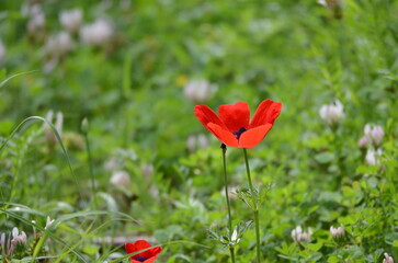 Obraz premium red poppy flower