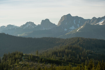 Swiss mountains with a forest