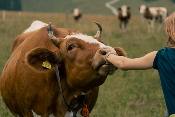 A cow licking the hand of a girl