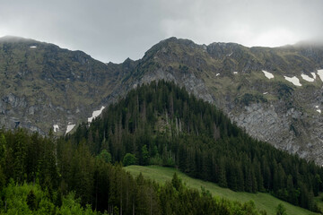 Swiss mountains cloudy day forest