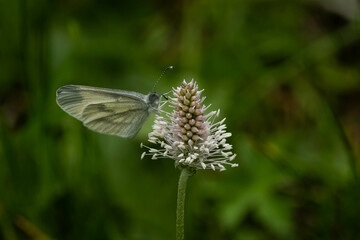 butterfly on a plant macro