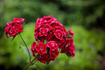 red flowers in the garden