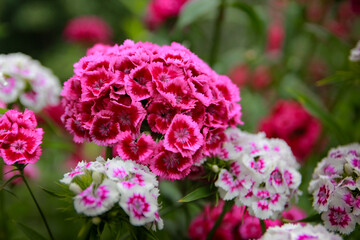 pink and white flowers