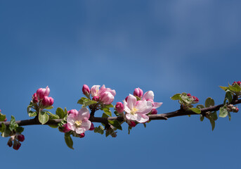 Close-up of the branch of an apple tree with pink delicate flowers of the apples in spring. The background is blue sky with faint clouds.