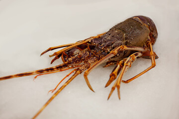 Delicious fresh sea lobster on a festive Christmas table for the new year