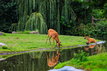Sitatunga lat. Tragelaphus spekii is a species of forest antelope. Background with selective focus