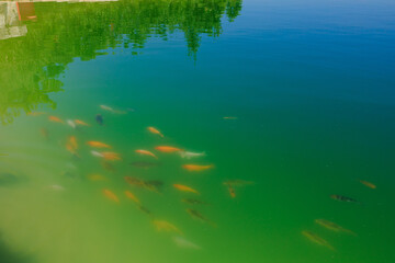 Fish pond, selective focus. Background with copy space