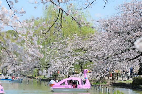 full blooming cherry blossom in Ueno park , Tokyo , Japan