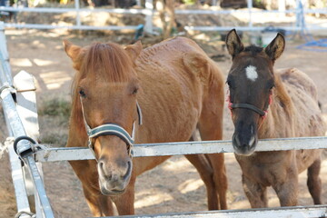 Two brown horses in a stall waiting for food
