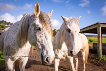 Two Lusitano horses, standing together on paddock, resting and enjoying life.