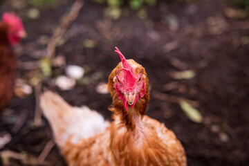 Chicken close up, standing and looking attentively, farm with chickens outdoors.