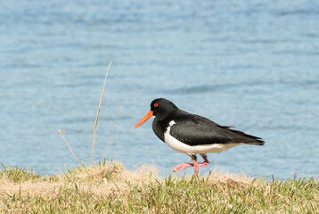 Pied oystercatcher (Haematopus longirostris)