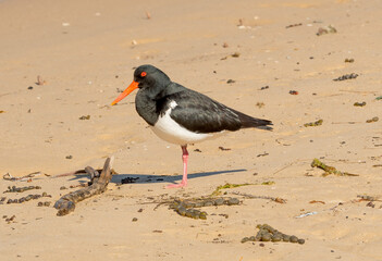 Pied oystercatcher (Haematopus longirostris)