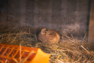 Quails in pen, cute animals used for eggs at farm.