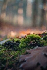 autumn leaves on the ground