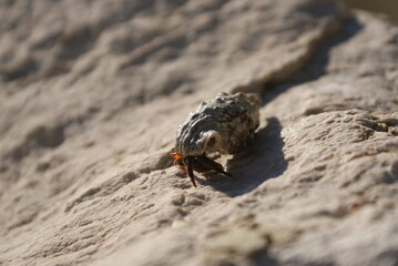 Hermit crab in the shell
