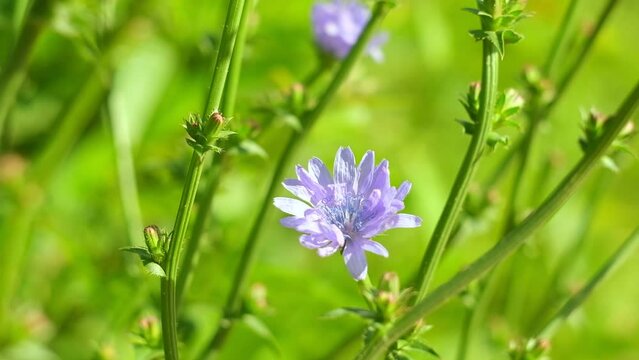 Blue Flower of Common Chicory, Cichorium Intybus in the Summer Meadow. Close Up. Cyan Chicory on Blurred Background. Honey plant. Coffee Substitute. Used in Confectionery, Canning Production, Infusion