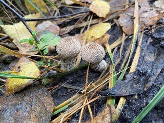 mushrooms in the forest