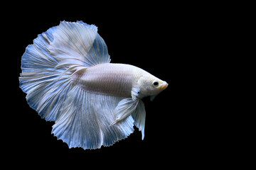 Betta fish blue butterfly halfmoon, Siamese fighting fish on isolated black background.	