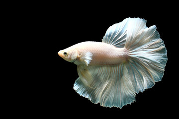 Betta fish blue butterfly halfmoon, Siamese fighting fish on isolated black background.	