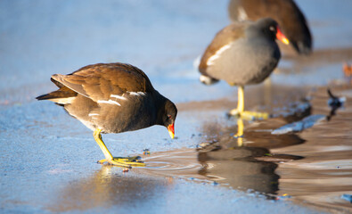 Common gallinule, Gallinula galeata moorhen waddle over frozen and snow covered pond in winter, birds
