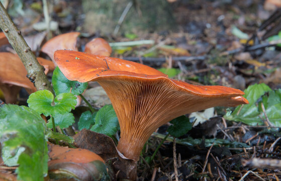 Close-up of a Tawny funnel cap, an orange-brown, funnel shaped mushroom
