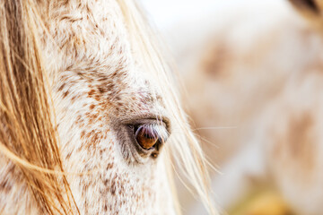 White Lusitano mare, eye details close up, horses eyes and mane.