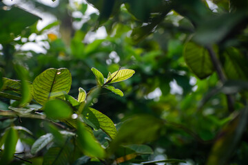 A colorful guava leaf close-up macro shot in the morning when sun light lighted the leaf.