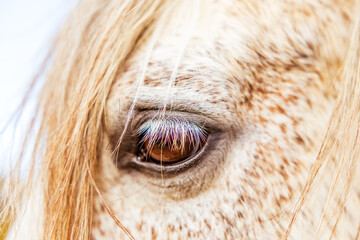 White Lusitano mare, eye details close up, horses eyes and mane.