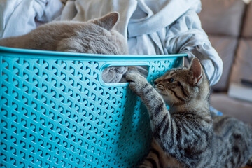 Blue laundry basket with one cat in it and another one outside. Cat loving sleeping in unusual...