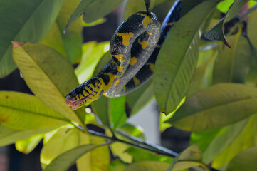 Boiga snake dendrophila yellow ringed on wood, Head of Boiga dendrophila, animal closeup