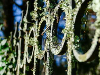 Rot Iron Fence, Southern Charm