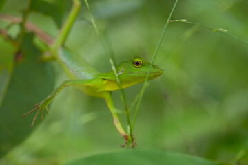 Green Reptile In Trees