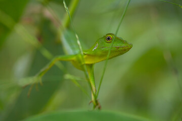 Green Reptile In Trees