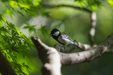 Great Tit