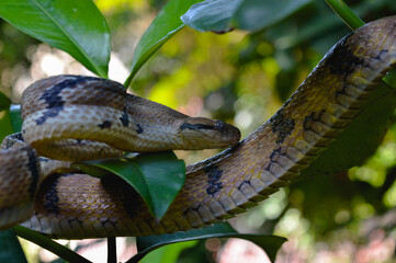 Boiga cynodon, commonly known as the dog-toothed cat snake