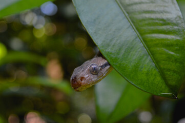 Boiga cynodon, commonly known as the dog-toothed cat snake