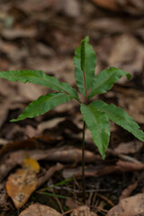 Beautiful Leaves in Nature