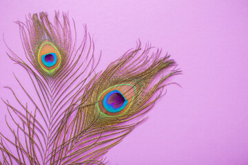 Obraz premium peacock feather on pink paper background background