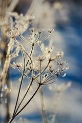 Frozen grass in the morning.
