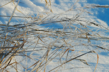 Frozen grass in the morning.