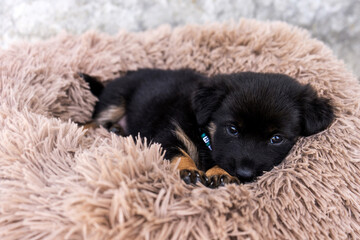 Black puppy with brown legs resting in mattress shag fur looking directly at camera with an endearing.