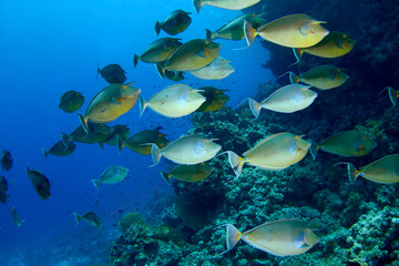 Fototapeta na wymiar Banco de peces Unicornio en el Mar Rojo