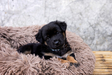 Black puppy with brown legs resting in mattress shag fur looking directly at camera with interested look.